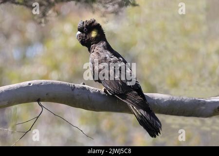 Cockatoo nero dalle code gialle appollaiato su un ramo di gum tree Foto Stock