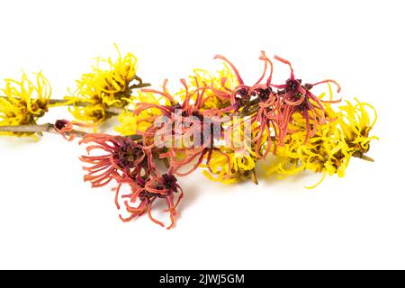 Strega fiori di nocciolo isolato su sfondo bianco Foto Stock