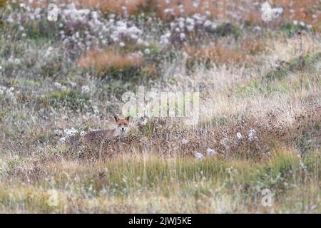 Tra i fiori e l'erba, il ritratto artistico della volpe rossa (vulpes Vulpes) Foto Stock