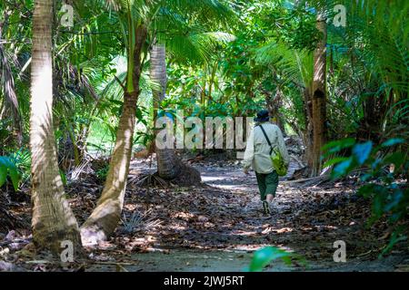 Persona singola su un percorso a piedi attraverso palmeto, Nanuya Lailai Island, Yasawa Island, Fiji Foto Stock