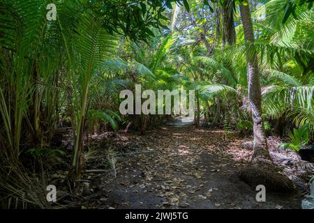 Percorso a piedi attraverso il boschetto di palme da cocco, Nanuya Lailai Island, Yasawa Islands, Fiji Foto Stock