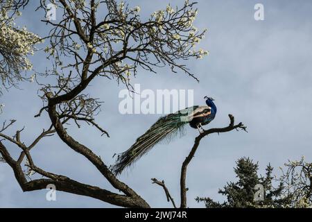 Vista a basso angolo pavone arroccato su un ramo di albero sotto il cielo soleggiato Foto Stock