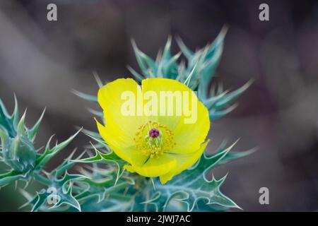 Argemone mexicana , Prickly Poppy messicano, , Satara, Maharashtra, India Foto Stock