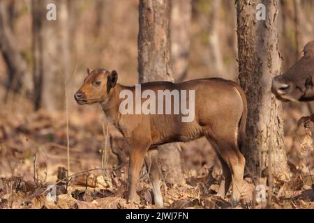 Baby of Indian bison , Bos gaurus, , Amravati maharashtra india Foto Stock