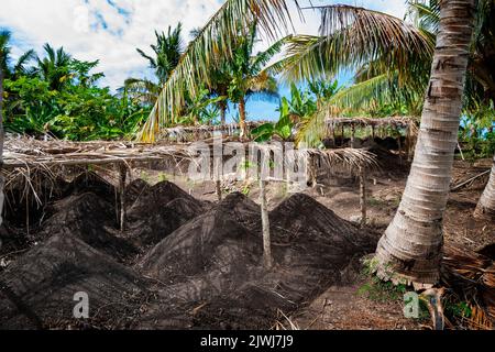 Tumuli di terra preparati per la piantagione di patate, isole Yasawa, Figi Foto Stock