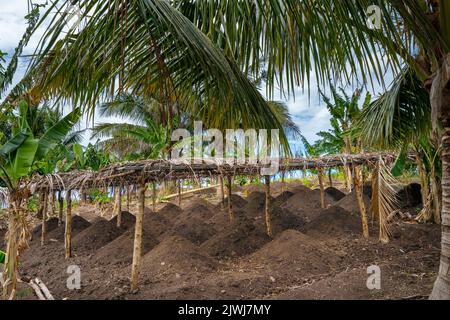 Tumuli di terra preparati per la piantagione di patate, isole Yasawa, Figi Foto Stock