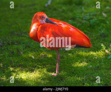 Red Scarlet Ibis (Eudocimus ruber) in erba Foto Stock