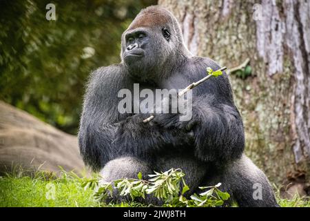 Western lowland gorilla allo Zoo Atlanta vicino al centro di Atlanta, Georgia. (STATI UNITI) Foto Stock