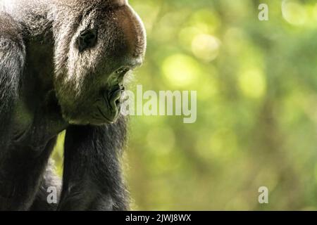 Western lowland gorilla allo Zoo Atlanta vicino al centro di Atlanta, Georgia. (STATI UNITI) Foto Stock