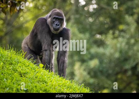 Western lowland gorilla allo Zoo Atlanta vicino al centro di Atlanta, Georgia. (STATI UNITI) Foto Stock