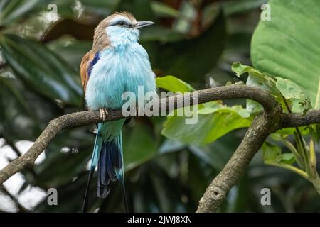 Roller con coda di racchetta (Coracias spatulatus), un bellissimo uccello dell'Africa orientale, allo Zoo Atlanta di Atlanta, Georgia. (USA) Foto Stock