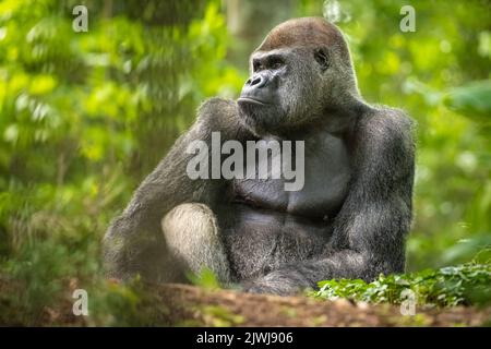 Western lowland gorilla allo Zoo Atlanta vicino al centro di Atlanta, Georgia. (STATI UNITI) Foto Stock