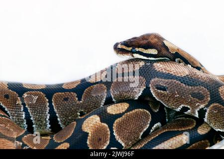 serpente di python o boa in primo piano con fondo bianco Foto Stock