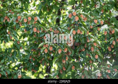 Il carpino nero, Ostrya carpinifolia Scop, è un albero della famiglia delle betulacee. Abruzzo, Italia, Europa Foto Stock