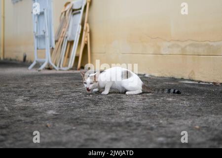 Gatto randagio mangiare cibo lasciato su pavimento di cemento Foto Stock