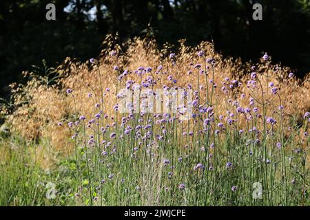 Erba ornamentale con verbena bonariensis viola pallido in primo piano Foto Stock