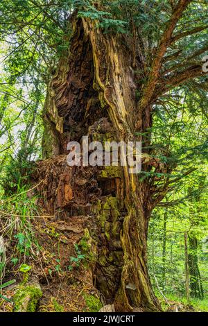 Il tronco scavato di un secolare albero di Taxus, Taxus baccata, chiamato il tasso dell'ispettore nella Foresta Umbra. Parco Nazionale del Gargano, Puglia Foto Stock