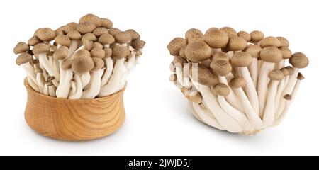 Funghi di faggio marroni o funghi Shimeji in ciotola di legno isolata su fondo bianco con profondità di campo completa. Foto Stock