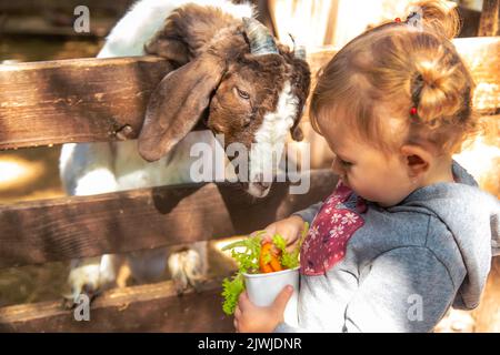 Un bambino alimenta una capra in una fattoria. Messa a fuoco selettiva. Foto Stock