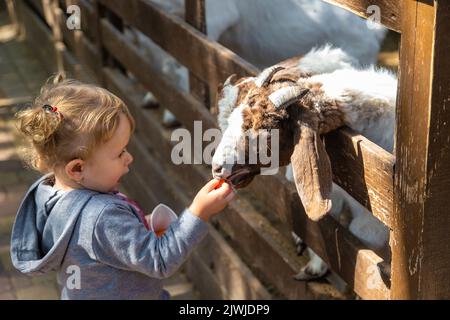 Un bambino alimenta una capra in una fattoria. Messa a fuoco selettiva. Foto Stock