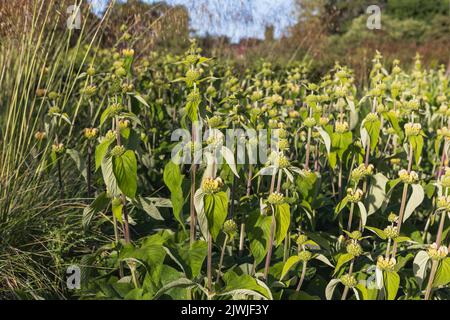 Phlomis russeliana (salvia turca) - Fiori giallo pallido corazzati su steli forti, che si affievoliscono fino a teste di semi Foto Stock