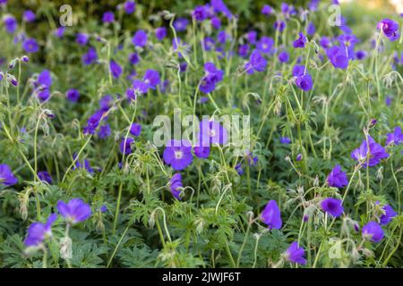 Geranio 'Orion' (cranesbilla) in fiore, grande raggruppamento Foto Stock