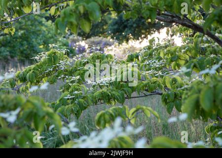 Cornus kousa 'Koree' / Kousa dogwood, grande arbusto / piccolo albero, vista attraverso rami fioriti verso prato, luce serale Foto Stock