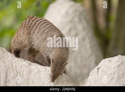 La Mongoose a bandito (Mungos mungo) è una specie predatoria della famiglia delle Mongoose (Herpestidae). Si trova in gran parte dell'Africa sub-sahariana Foto Stock