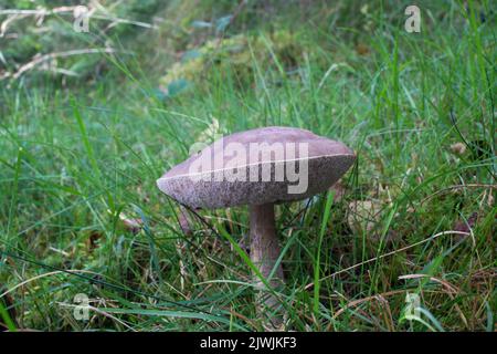 Fungo Boletus Aereus (bolete di bronzo) a Coed Felinrhyd, Snowdonia, Galles Foto Stock