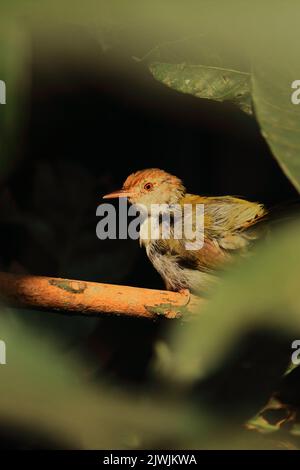 un simpatico e piccolo comune taitorbird (ortotomus sutorius) che si erosa su un ramo, foresta pluviale tropicale in india Foto Stock