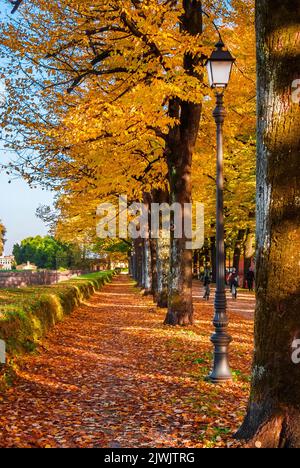 Autunno e fogliame a Lucca. Anciet città mura parco con foglie autunnali Foto Stock