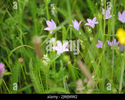 I delicati fiori viola della patula Campanula diffusa in estate Foto Stock