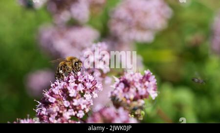 Ape miele raccolta nettare su un fiore del fiore farfalla cespuglio. Insetti occupati dalla natura. Dalle api raccogliamo il miele. Foto animale da natu Foto Stock