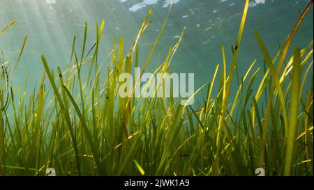 Luce del sole sulla foglia di mare (Zostera marina) a Porthdillaen, Galles Foto Stock