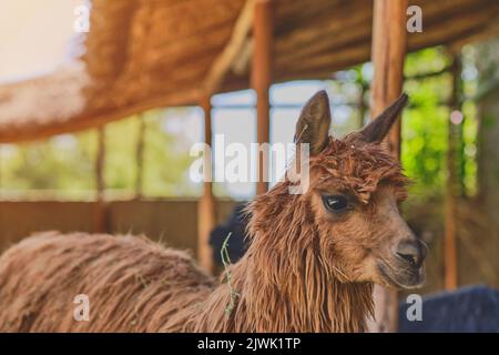 Alpaca ritratto. Guanaco e Llamas in una fattoria in Arequipa, Perù. Produzione di antichi tessuti di lana alpaca. Foto Stock