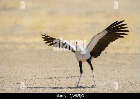 Secretarybird (Sagittario serpentarius) Kgalagadi Trans Frontier Park, Sudafrica Foto Stock