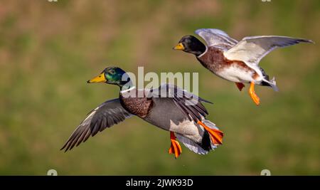 Primo piano di una coppia di anatre di Mallard che entrano in terra - bokah morbido diffuso Foto Stock