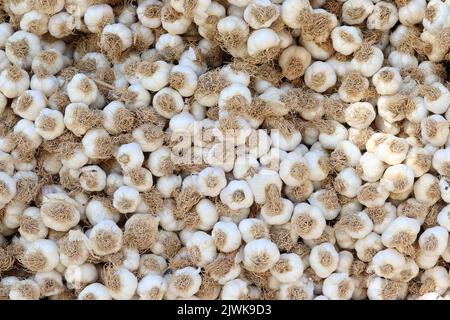 fresco organico garlics nel mercato Foto Stock