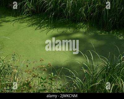 Lemnoideae è una sottofamiglia di piante acquatiche fiorite, note come anatre, lenticchie d'acqua, o lenti d'acqua. Galleggiano sopra o appena sotto la superficie. Foto Stock