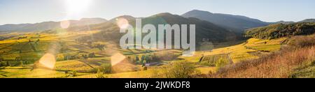 Grand soleil sur le vignoble de Bergheim, Ribeauvillé et collines sous-vosgiennes, Alsazia, Francia Foto Stock