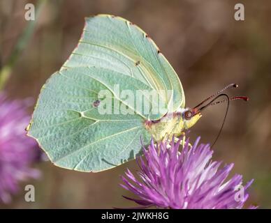 Cleopatra butterfly (Gonepteryx cleopatra) alimentazione su uno sconosciuto di fiori selvatici, Provenza, Francia Foto Stock