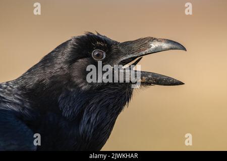 Primo piano di un corace comune (Corvus Corax) chiamata, Koros-Maros National Park, Ungheria Foto Stock