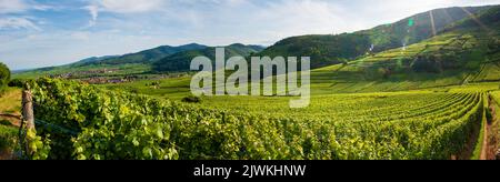 Vignoble alsacien, une mer de vignes, Kaysersberg, Kientzheim, Ammerschwihr, Alsazia, Francia Foto Stock