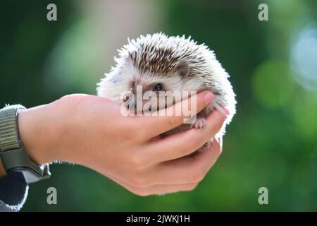 Mani umane che tengono piccolo animale domestico africano hedgehog all'aperto il giorno d'estate. Concetto di conservazione degli animali domestici e cura degli animali domestici Foto Stock