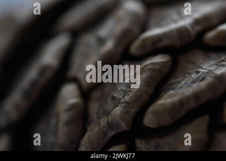 Cedar pine cono macro, Kilkenny, Irlanda Foto Stock