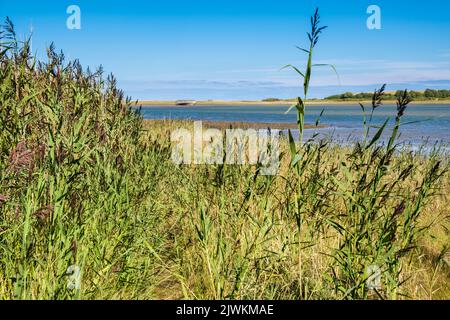 Canne comuni (Phragmites australis) che crescono sulla riva del mare e vecchio scafo di legno di un naufragio attraverso la baia. Traeth Dulas Isola di Anglesey Galles del Nord Foto Stock