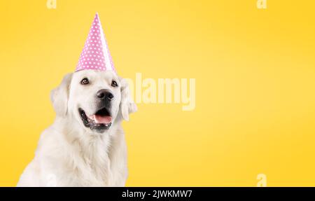 Buon compleanno. Divertente cane labrador con cappello di compleanno, seduto isolato su sfondo giallo, spazio copia Foto Stock