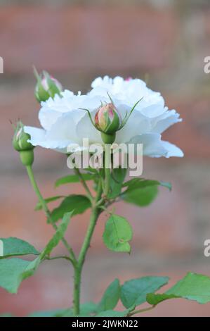 Rosa Winchester Cattedrale. White David Austin Rose primo piano macro. Foto Stock