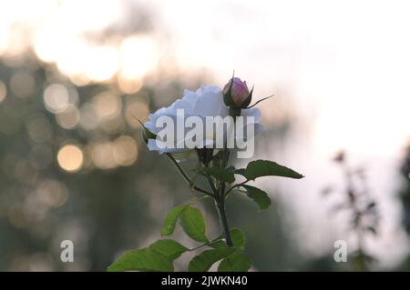 Rosa Winchester Cattedrale. White David Austin Rose primo piano macro. Foto Stock