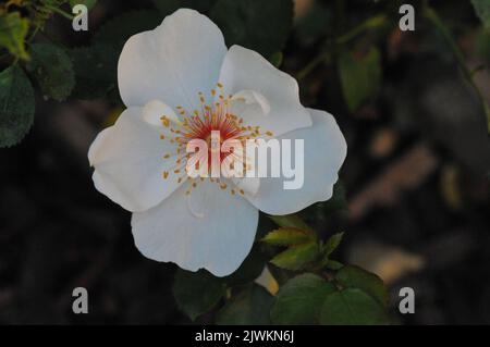Rosa Jacqueline Du Pre bianco singolo macro rosa. Primo piano fiore singolo. Foto Stock